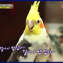 초롱이 밥상 이미지