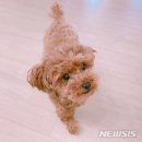 `Netizen 신비동물의 왕국` 2018. 6. 17 (일요특집) 이미지