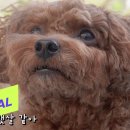 투명한 버미남 이미지