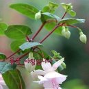 행복한하루 이미지