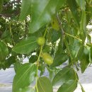 인영농장 이미지