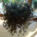 소박한 뜰 이미지