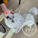 양군피어싱 이미지