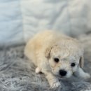 토이켄넬 | 토이푸들켄넬, 작지만 강한 아이들을 위한 특별한 공간