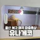울산 북구 매곡 크레스티드게코 파충류샵 유나게코 분양후기