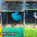 명지오션시티동물병원 | 부산 명지 수족관 플렉스아쿠아 하프문 베타 물고기 가격 구매 후기