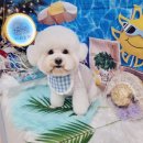 하리스펫 이미지