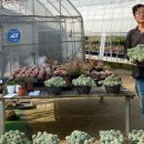 흙사랑 다육식물농원 이미지