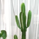 대형농원