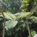 파스타리프(남포아미점) | 호주여행 필수 케언즈 쿠란다투어 아미덕 타고 정글 탐험 최고야!