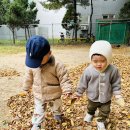 곶감이 익어가는 가을, 알록달록 나뭇잎 산책 이미지