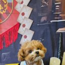 펫플레이스 | ​[광주 애견카페 추천] 신창동 캄포 펫그라운드: 운동장 넓은 내돈내산 방문 후기