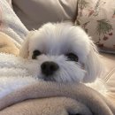 오요요 | 흡수력 좋은 강아지 배변패드, 오요요 배변패드 후기 (내돈내산)