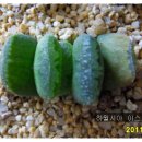 카페오레 이미지