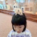 인싸피시 이미지