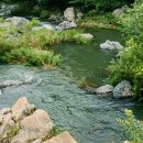 내를 건너서 숲으로 캠핑장 이미지