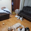 뿌리네 애견샵 이미지