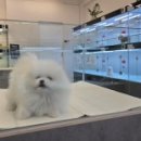 미유펫 강아지분양 고양이분양 전주점 이미지