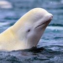 벨루가(Beluga) 이미지