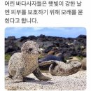 바다 사자