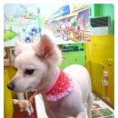 뽀삐 애견샵 이미지