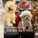 펫키트 | 강원/홍천 소노펫 리조트 내돈내산 솔직후기와 플레이그라운드 이용 꿀팁, 주변 맛집까지