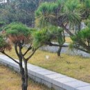 로뎀 농장 이미지