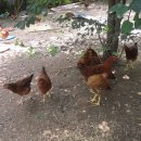 신천농장 이미지