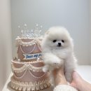 디어마이퍼피 이미지