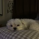 옹심이네살롱 이미지