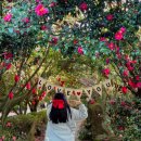 노을숲제주 | 제주 | 겨울 동백꽃 산책 명소 카멜리아힐, 전망대 노을까지 완벽했던 인생샷 명소 추천