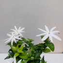 자스민 Daum카페