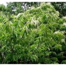 밤나무골시장 이미지