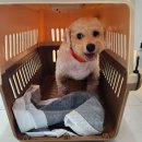 온새동물의료센터 이미지