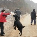 염소야놀자 이미지