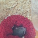 옙삐