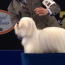 THE COTON 이미지