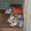 정해천농장 이미지