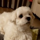 살롱드 댕댕 이미지