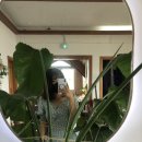 #제주83일차, 알마커피제작소 오션뷰카페, 진영식당 순대국밥 찐맛집, 스타벅스 리유저블컵 반납, 바이...