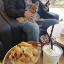 일산)애견동반 가능 이케야근처 베이커리카페 &#34;지오빈스&#34;