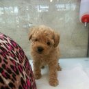 도그비숑 이미지