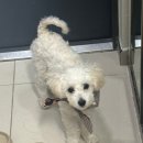 샤갈스파펜션 | [가평] 쁘띠프랑스 근교 애견동반가능 샤갈스파펜션