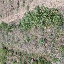 고추모종 이미지