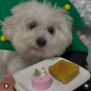 멍테일즈 | 투테일즈 2024 광화문 크리스마스 마켓 다녀왔어요 🥰 서울 데이트 관광 볼거리 강아지 한입 케이크