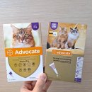 메리알동물병원 | 고양이 심장사상충 예방 관리