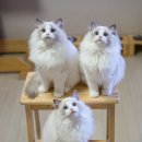 삼오꾸 이미지