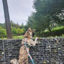 열두달펫 이미지