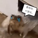 농구장 옆 횡단보도 | 2025 11 Sydney Day 5