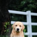 스테이아델 이미지